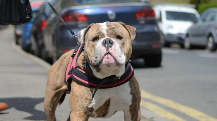 Olde English Bulldogge Dog photo