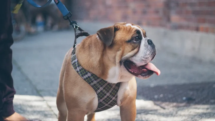 Olde English Bulldogge Dog photo