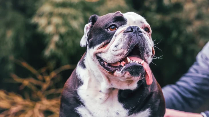 Olde Victorian Bulldogge Dog photo