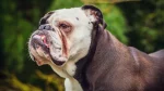 Olde Victorian Bulldogge Dog photo