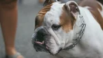 Olde Victorian Bulldogge Dog photo