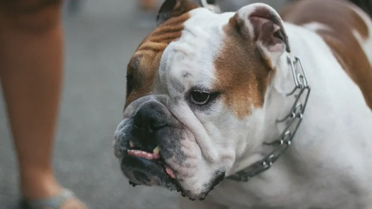 Olde Victorian Bulldogge Dog photo