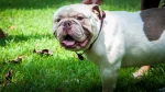 Olde Victorian Bulldogge Dog photo