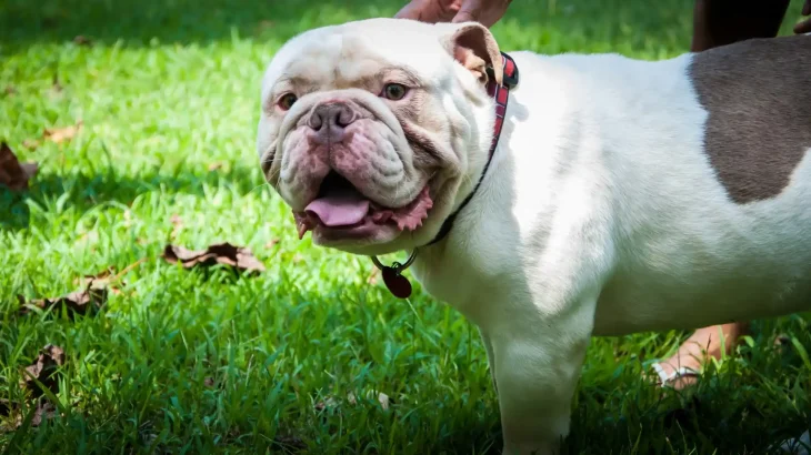 Olde Victorian Bulldogge Dog photo
