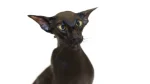 Oriental Bicolor Cat photo