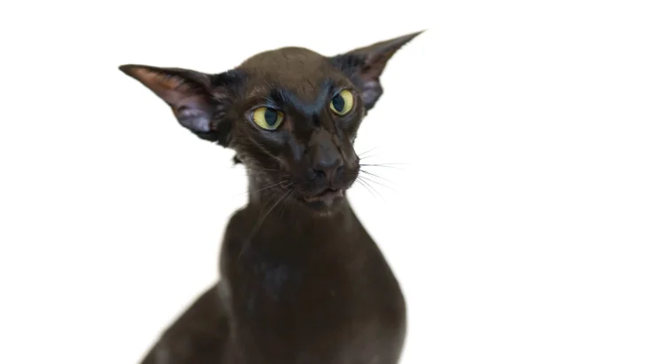 Oriental Bicolor Cat photo