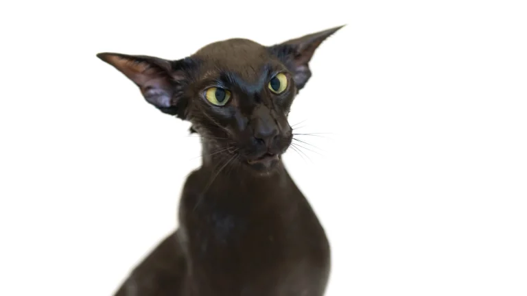 Oriental Bicolor Cat photo