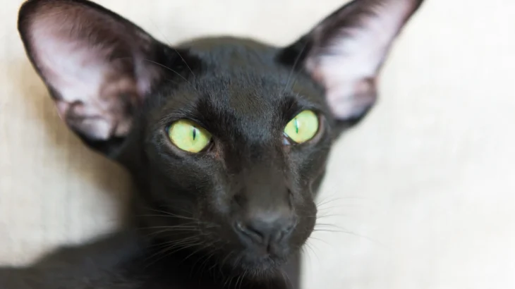 Oriental Bicolor Cat photo
