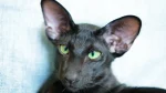 Oriental Bicolor Cat photo