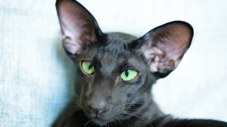 Oriental Bicolor Cat photo