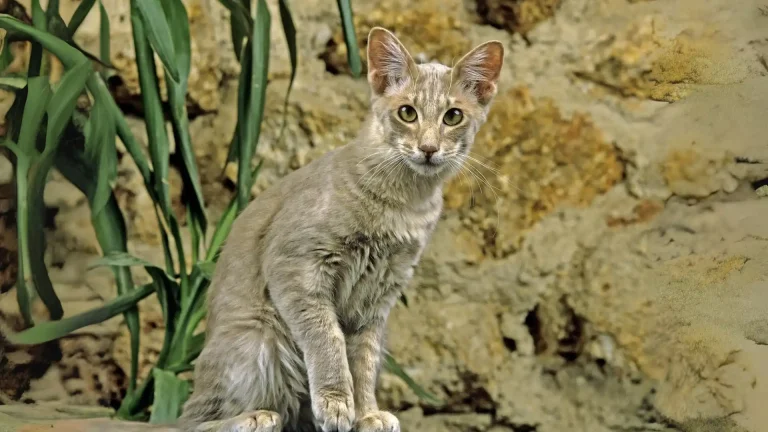 Oriental Longhair Cat photo