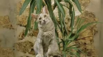 Oriental Longhair Cat photo