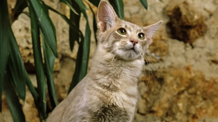 Oriental Longhair Cat photo
