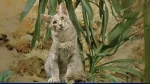 Oriental Longhair Cat photo