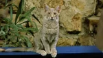 Oriental Longhair Cat photo