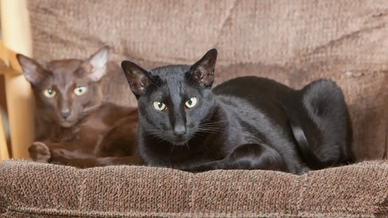 Oriental Shorthair Cat photo
