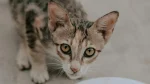 Oriental Shorthair Cat photo