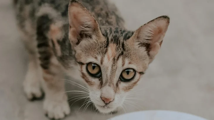 Oriental Shorthair Cat photo