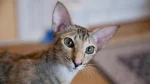 Oriental Shorthair Cat photo