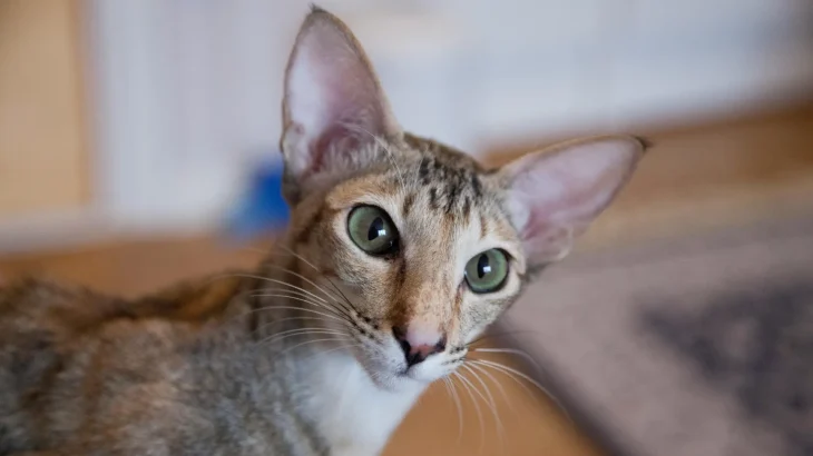Oriental Shorthair Cat photo