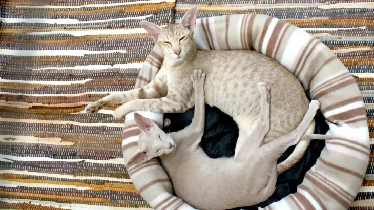 Oriental Shorthair Cat photo