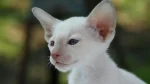 Oriental Shorthair Cat photo