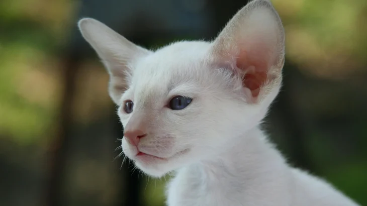 Oriental Shorthair Cat photo
