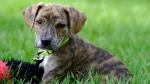 Original Mountain Cur Dog photo