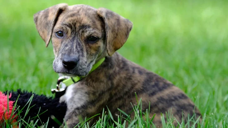 Original Mountain Cur Dog photo