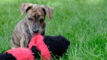 Original Mountain Cur Dog photo