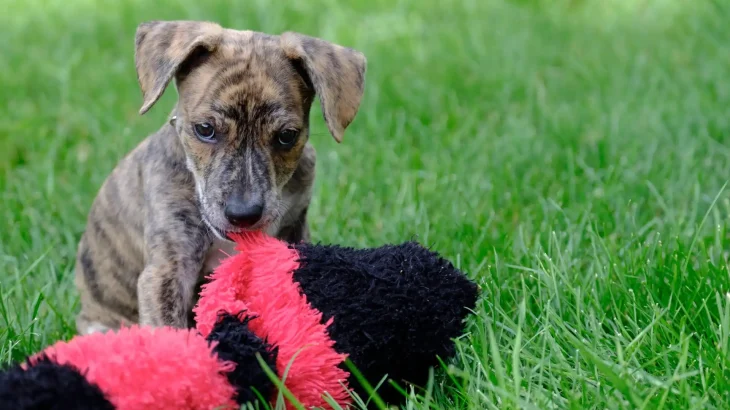 Original Mountain Cur Dog photo