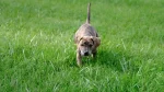 Original Mountain Cur Dog photo
