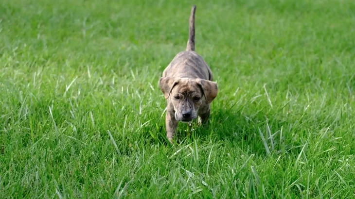 Original Mountain Cur Dog photo