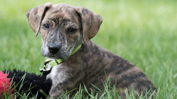 Original Mountain Cur Dog photo