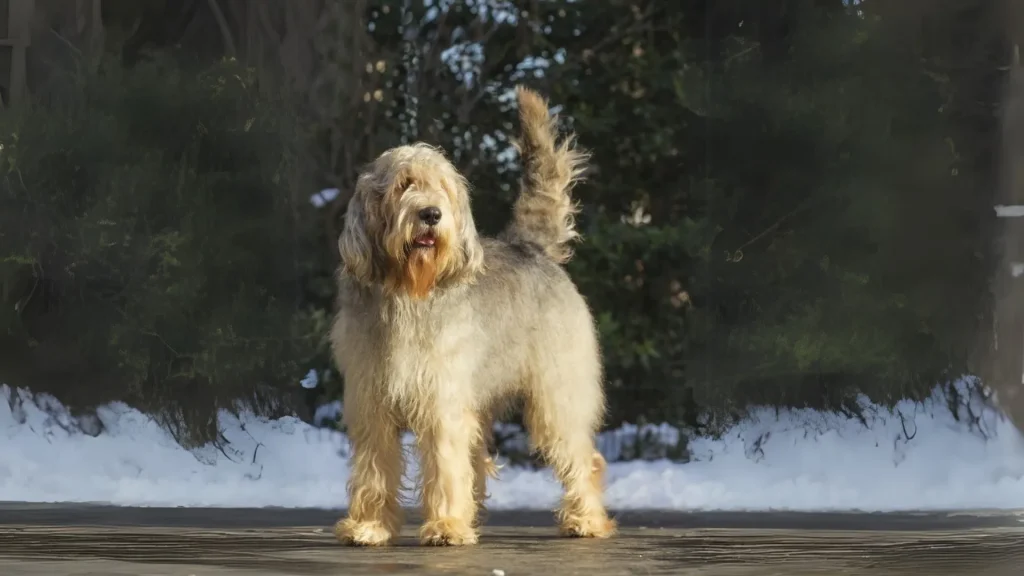 Otterhound Dog photo