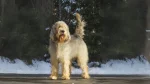 Otterhound Dog photo