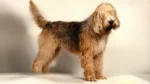 Otterhound Dog photo