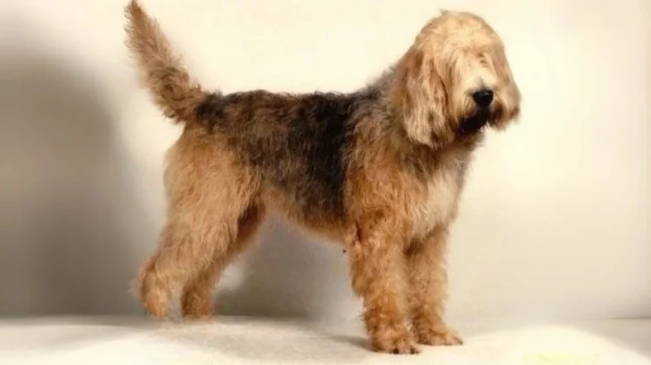 Otterhound Dog photo