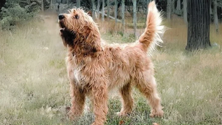 Otterhound Dog photo