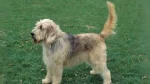 Otterhound Dog photo