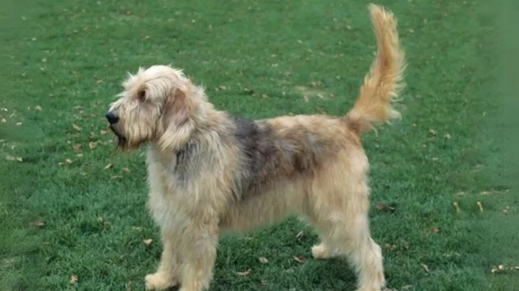 Otterhound Dog photo