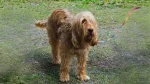 Otterhound Dog photo