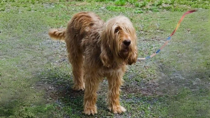 Otterhound Dog photo