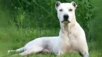 Pakistani Bull Dog Dog photo