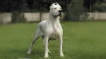 Pakistani Bull Dog Dog photo