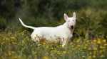 Pakistani Bull Terrier Dog photo
