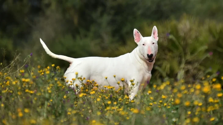Pakistani Bull Terrier Dog photo