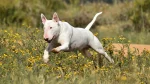 Pakistani Bull Terrier Dog photo
