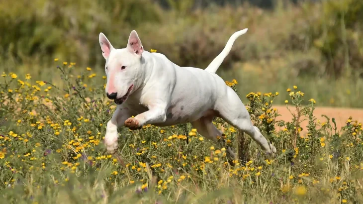 Pakistani Bull Terrier Dog photo