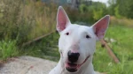 Pakistani Bull Terrier Dog photo